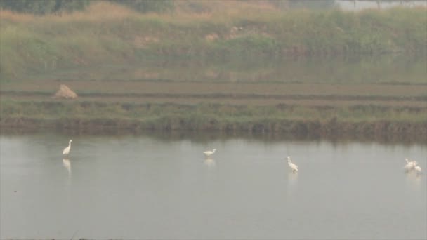 troupeau de cigogne d’alimentation en eau