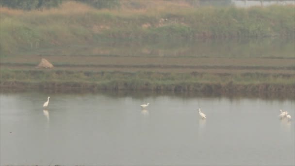 Storch Herde Fütterung im Wasser — Stockvideo