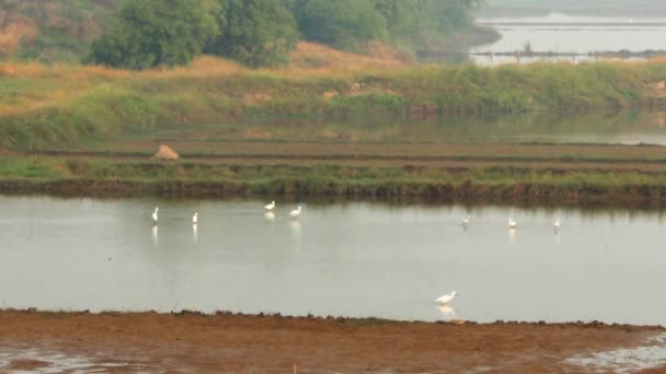 Аист стадо кормления в воде — стоковое видео