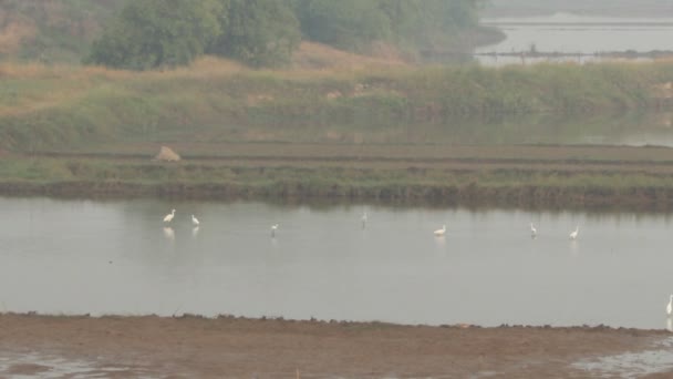 Stork flock feeding in water — Stock Video