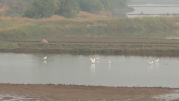 Stork flock feeding in water — Stock Video