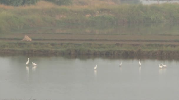 Storch Herde Fütterung im Wasser — Stockvideo