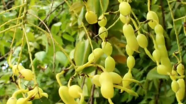Bouquet de fruits sur l'arbre — Video