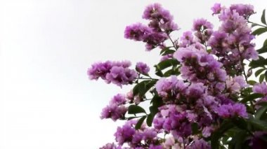 Bahçede çiçek açıyor.