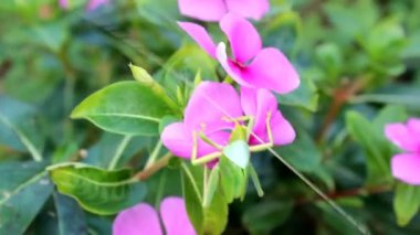 Bahçede çiçek açıyor.