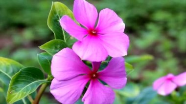 Bahçede çiçek açıyor.