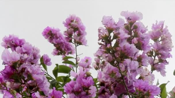 Flor que florece en el jardín — Vídeos de Stock