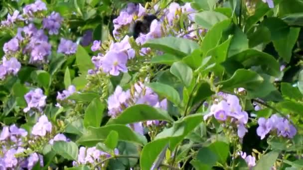 Flor que florece en el jardín — Vídeo de stock