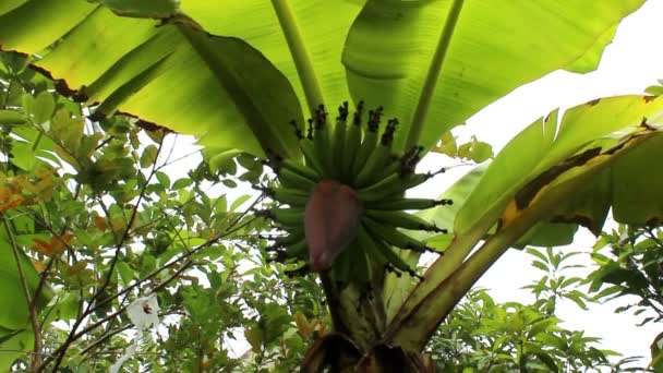 Bunch of bananas on tree — Stock Video