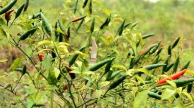 biber meyve ağacı üzerinde