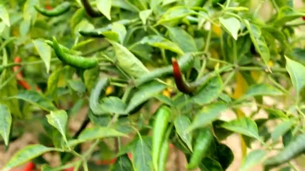 Piment fruit sur arbre — Video