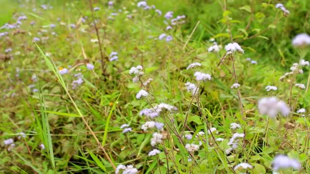 Blomma blommar i trädgården — Stockvideo