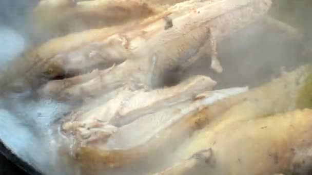 Kokande kyckling — Stockvideo
