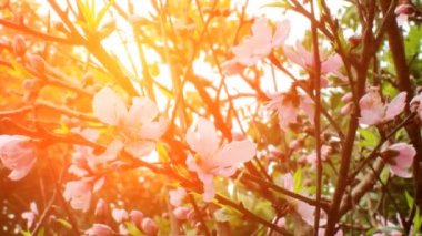  şeftali çiçek çiçeklenme