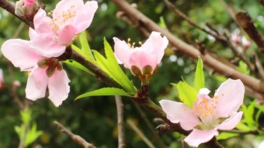  şeftali çiçek çiçeklenme