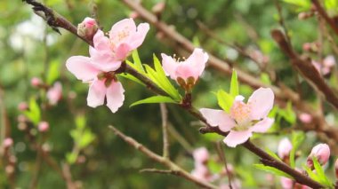 şeftali çiçek çiçeklenme