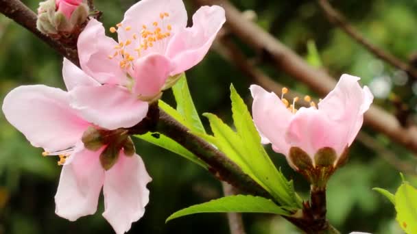 Peach flower blooming – Stock-video