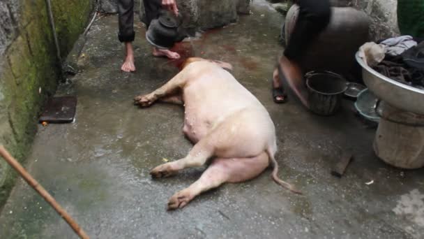 Group of asian people kill pig for food — Stock Video