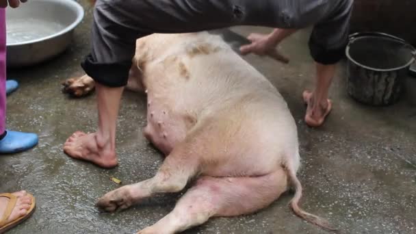 Группа азиатских людей убивает свиней ради еды — стоковое видео