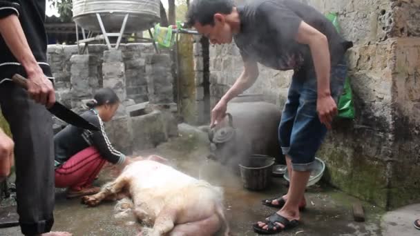 Grupo de personas asiáticas matan cerdo por comida — Vídeos de Stock