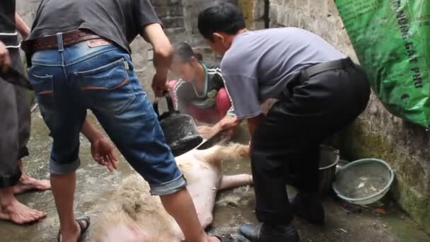 음식에 대 한 아시아 사람들이 죽 일 돼지의 그룹 — 비디오