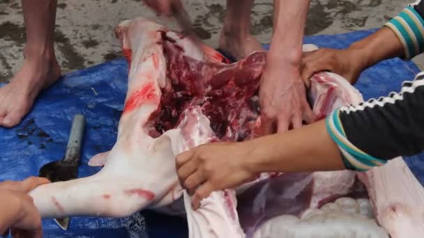 Gruppe asiatischer Menschen tötet Schweine zum Fressen — Stockvideo