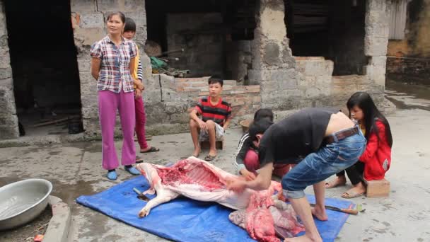 Gruppe asiatischer Menschen tötet Schweine zum Fressen — Stockvideo