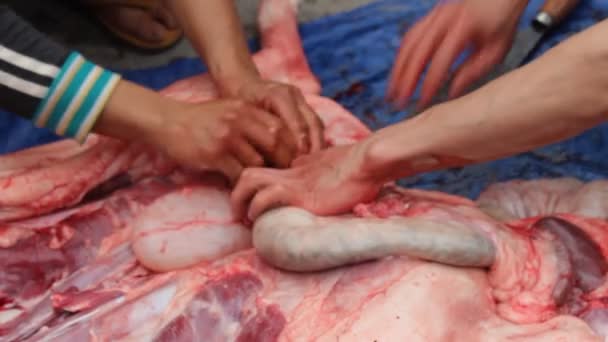 Group of asian people kill pig for food — Stock Video