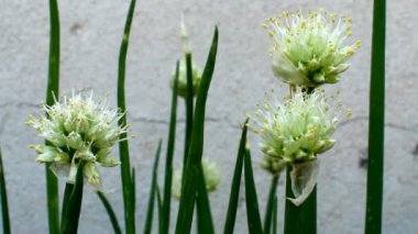 Rüzgarda sallanan icra