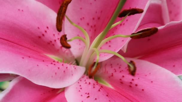le Lys qui fleurit 
