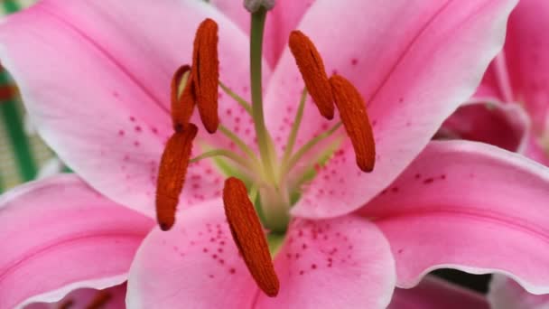 The Lily blooming — Stock Video