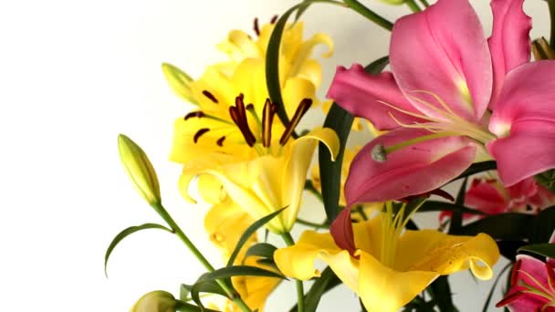 le Lys qui fleurit 