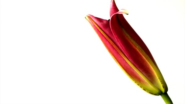 A flor de Lily — Vídeo de Stock