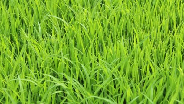 Le champ de riz 