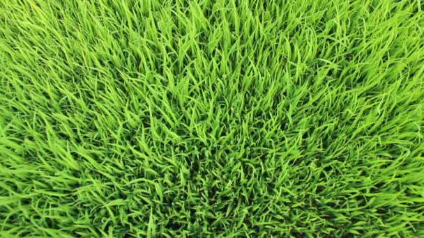 Le champ de riz 