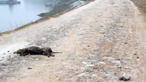 Собака помирає в дорозі — стокове відео