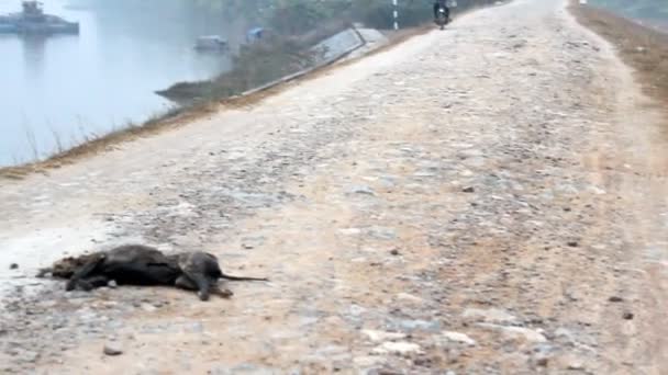 Perro muere en el camino — Vídeo de stock