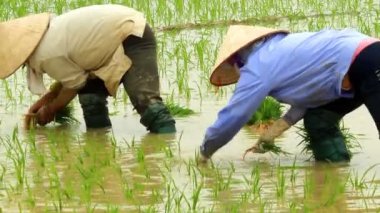 yetiştirilen pirinç alanında çiftçi