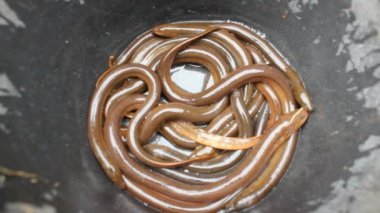 varil içinde yılan