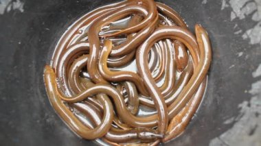 varil içinde yılan