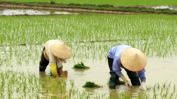 Boeren gegroeid van rijst in het veld — Stockvideo