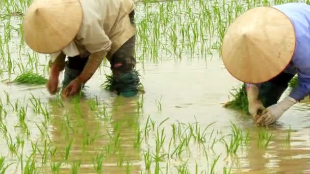 Фермеры выращивали рис в поле — стоковое видео