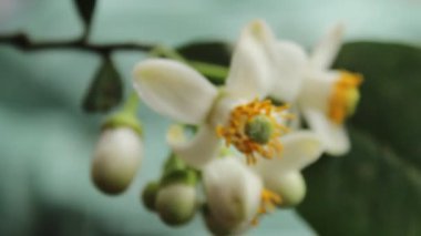 Greyfurt çiçeği