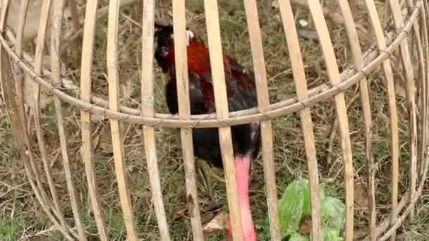 Peleas de gallos en asia — Vídeo de stock