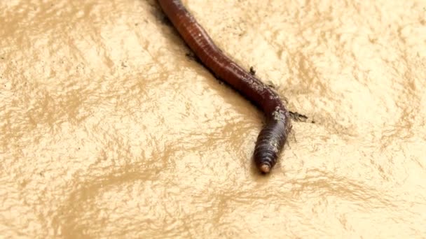 vers de terre dans le sable 