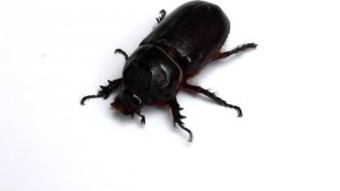 Beyaz arka plan üzerinde böcek