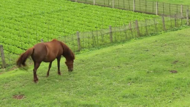 Hästen äter gräs — Stockvideo
