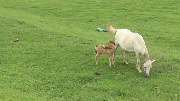 馬が草を食べる — ストック動画