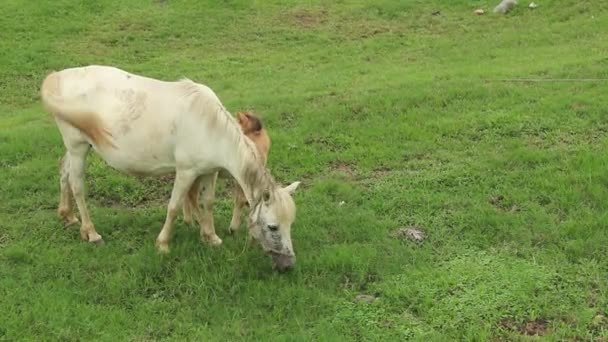 Кінь їдять траву — стокове відео