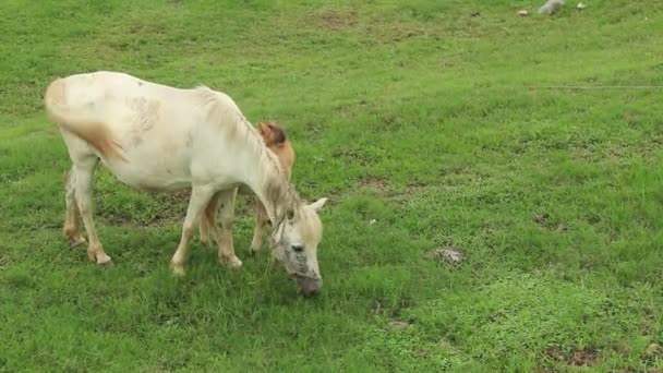 Caballo comer hierba — Vídeo de stock